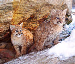 Mountain Lion Cubs