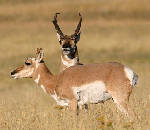 Pronghorn Antelope