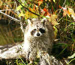 Raccoon
