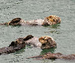 Sea Otters