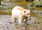Spirit Bear