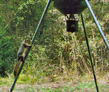 Trail Camera Picture