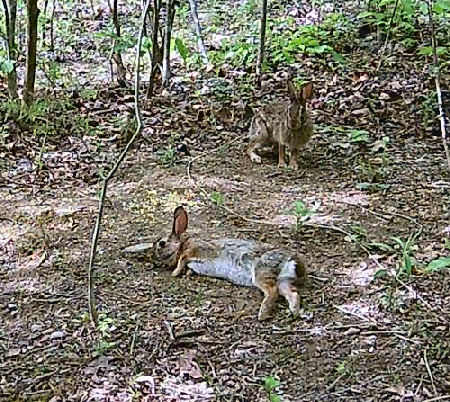 Rabbit Decoy