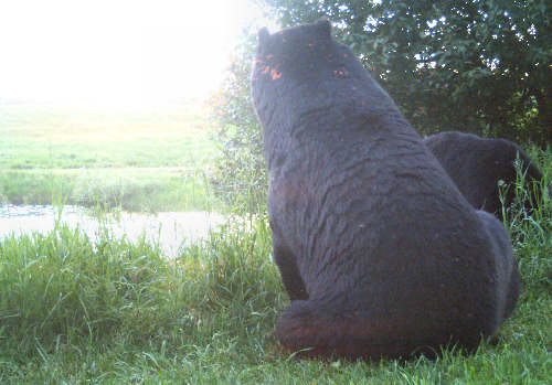 Black Bears