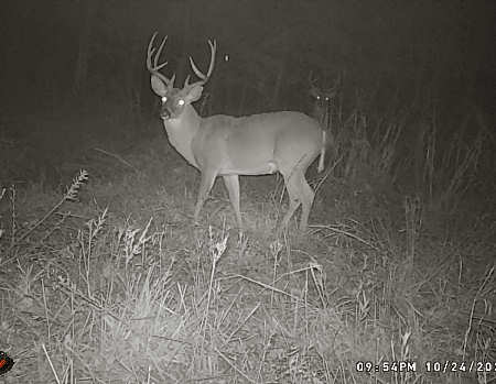 Oklahoma Bucks