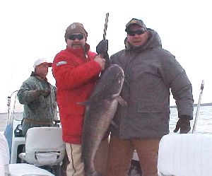 60 Pound Blue Catfish