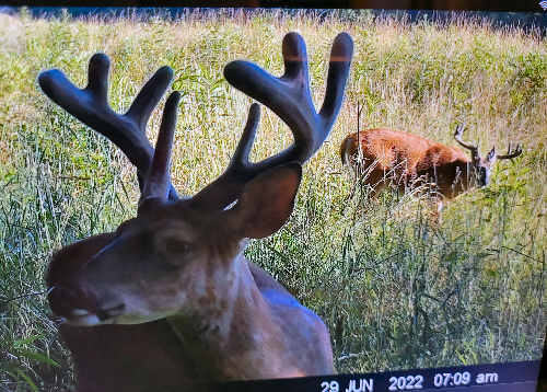 Bucks in Velvet