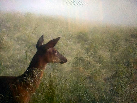 Doe in Foggy Field