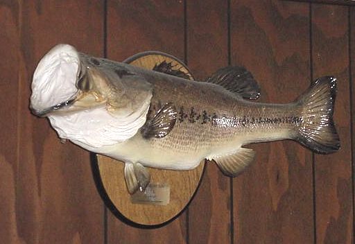 Florida Bass