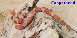 Copperhead