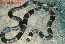 Coral Snake