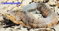 cottonmouth