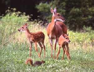 Deer and Squirrel