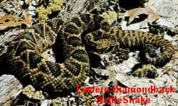 Eastern Diamondback Rattlesnake