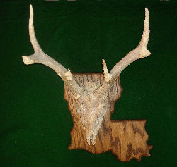 Skull Mount Plaques - European mount displays