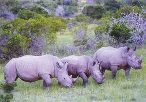Rhinos