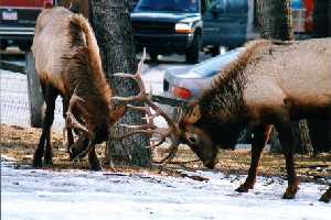 Elk Fighting