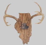 Antler, Fish and Award Plaques