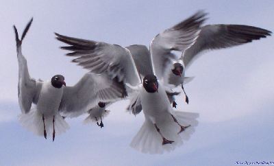 Seagulls