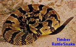 Timber Rattlesnake